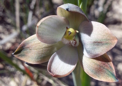 Thelymitra epipactoides