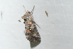 Syngrapha octoscripta