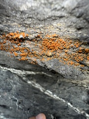 Polycauliona luteominia