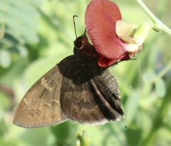 Eudamini