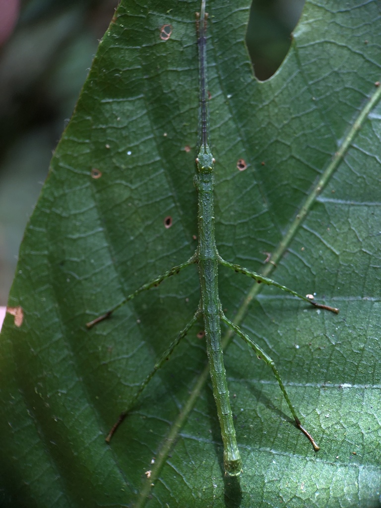 stick insect