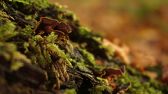 Hymenochaete microcycla