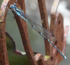 Austrolestes colensonis