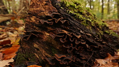 Hymenochaete microcycla