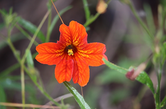 Salpiglossis sinuata