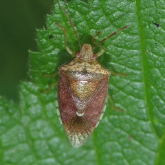 Banasa subcarnea