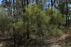 Erythroxylum australe