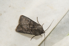Euxoa comosa