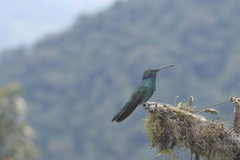 Colibri
