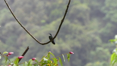 Lampornis castaneoventris