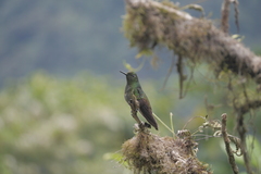 Boissonneaua flavescens