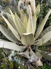 Espeletia