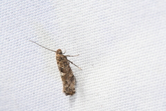 Acrolepiopsis assectella