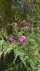 Indigofera australis