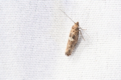 Acrolepiopsis assectella