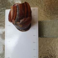 Sphaerospira fraseri