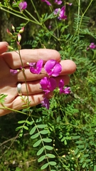 Indigofera australis