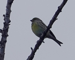 Serinus canaria canaria