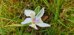 Dietes