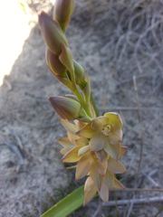 Thelymitra epipactoides