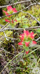 Castilleja tenuiflora