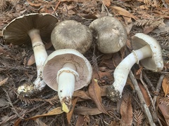 Agaricus deardorffensis