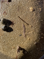 Enchiridium punctatum