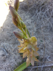 Thelymitra epipactoides