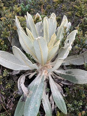 Espeletia