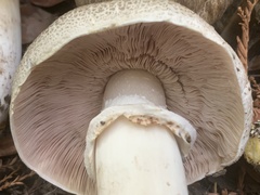 Agaricus deardorffensis