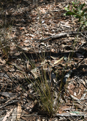 Aristida caput-medusae