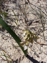 Thelymitra epipactoides