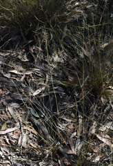 Aristida caput-medusae