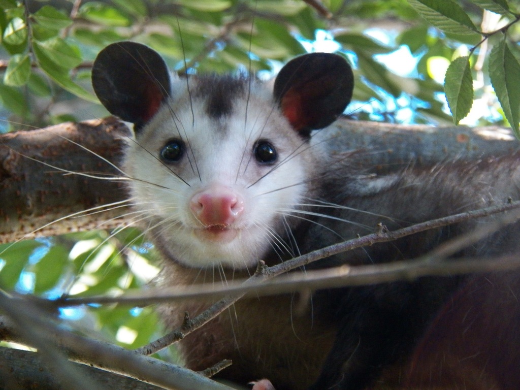 Large American Opossums, Mouse Opossums, and Allies (Didelphinae ...