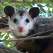 Opossums - Photo no rights reserved, uploaded by Diana Foreman