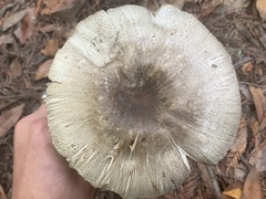 Agaricus deardorffensis