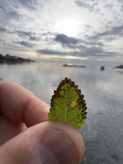 Stigmella anomalella