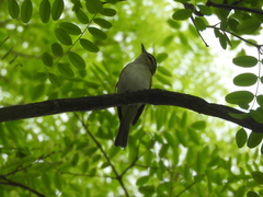 Vireo chivi