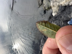 Stigmella anomalella