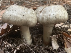 Agaricus deardorffensis