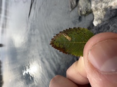 Stigmella anomalella