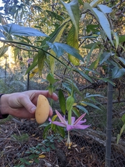 Passiflora tarminiana