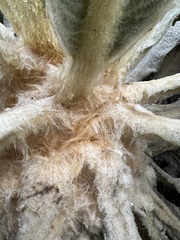 Espeletia