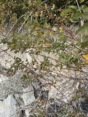 Stigmella anomalella