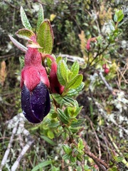 Brachyotum strigosum