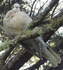 Streptopelia roseogrisea