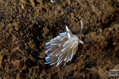 Favorinus blianus