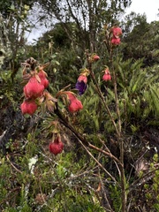 Brachyotum strigosum