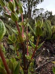 Brachyotum strigosum