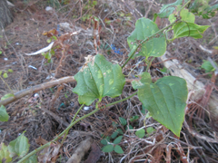 Smilax sieboldii